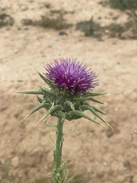 Mariadistel (Silybum marianum)